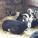The Massachusetts Society for the Prevention of Cruelty to Animals will host a goat meet-and-greet. 